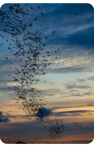 The Hoary Bat is a bat species found in North American that is killed by wind turbines. The Hoary Bat is a bat species found in North American that is killed by wind turbines.